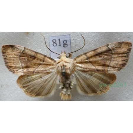 Cosmia trapezina (Linnaeus, 1758) male Kresówka leszczynówka Czech81g